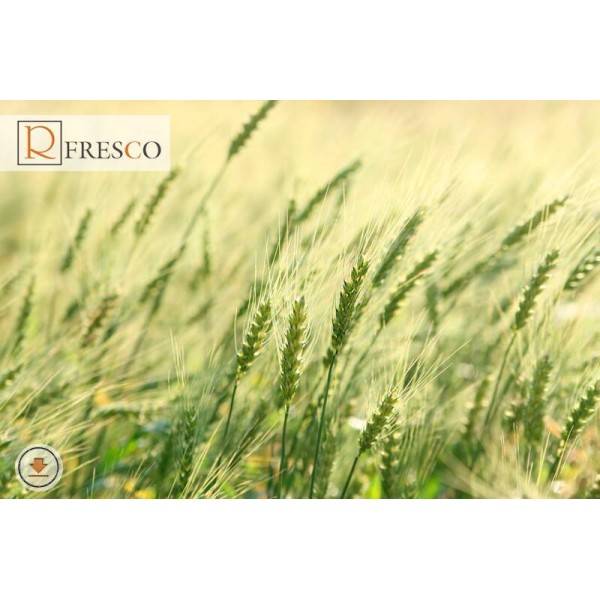 Фреска Renaissance Fresco Nature (f4146)